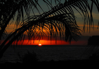 三亚开创白玉海棠在哪里？