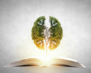 三亚开创白玉海棠在哪里？